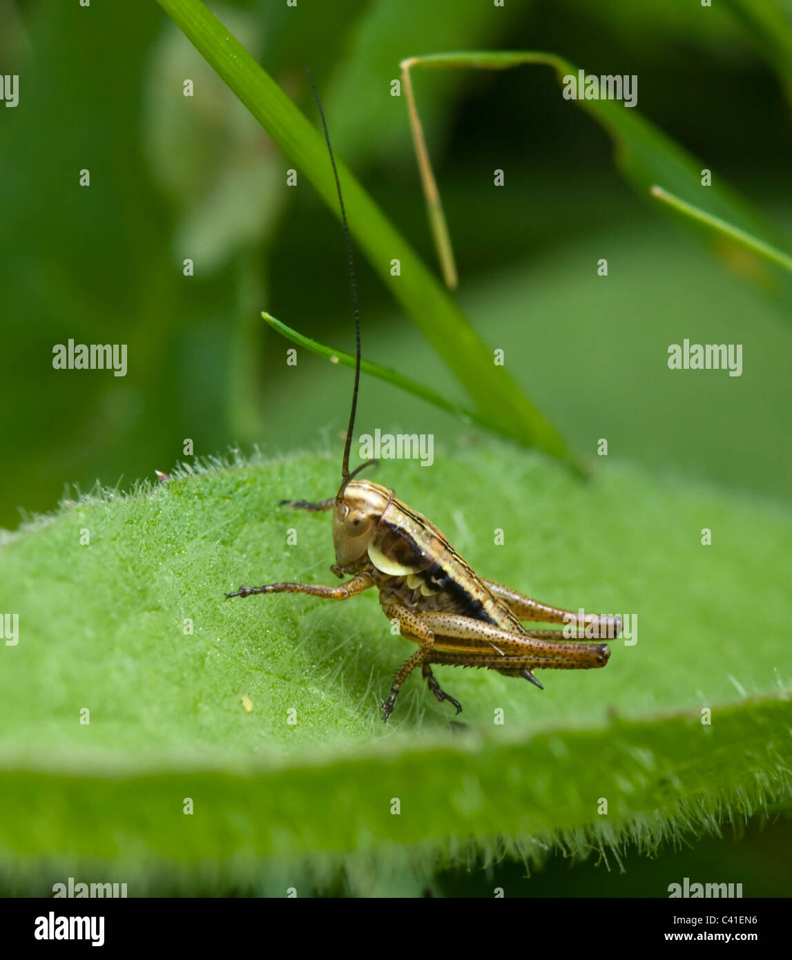 Cricket, Hampshire, UK Stockfoto