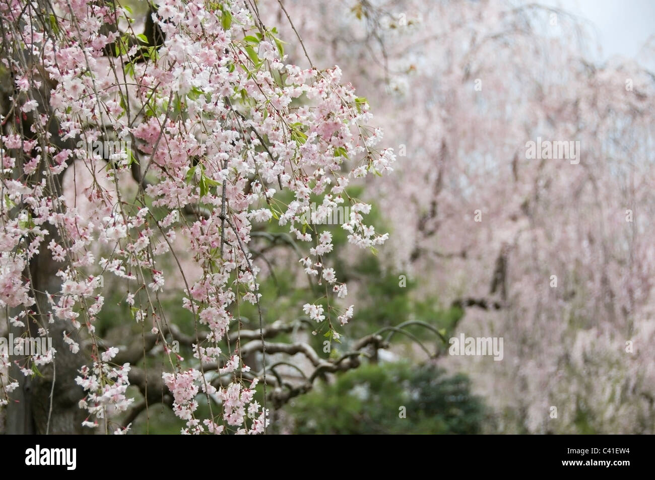 Gefüllt mit duftenden rosa Kirschblüten Bäume sind eine schöne Sehenswürdigkeit in Kyoto, Japan im Frühjahr. Stockfoto