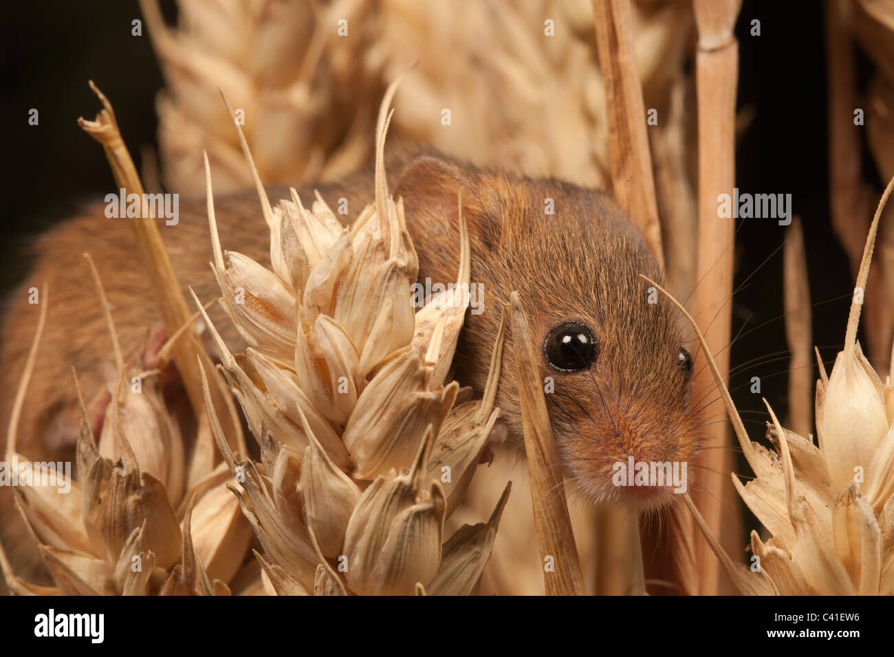 Zwergmaus [Micromys Minutus] in Weizen-Getreide, Porträt Stockfoto