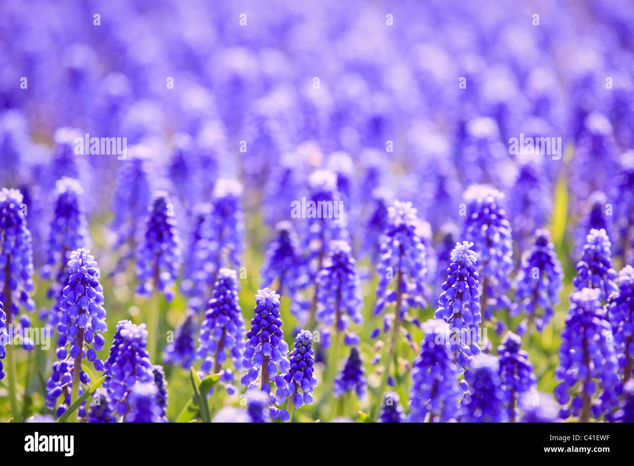 Bereich der Traubenhyazinthen Blumen oder Muscari. Stockfoto