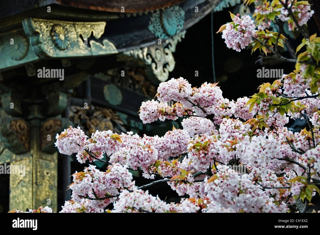 Fokus auf schönen rosa Kirschblüten blühen in Kyoto im Frühling mit kunstvollen Details Nijo Burg im Hintergrund Stockfoto