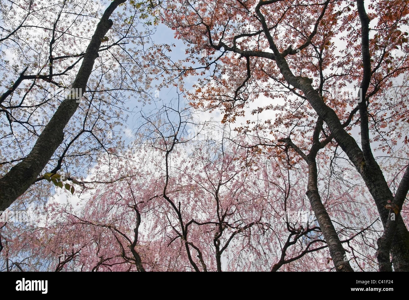 Blick nach oben von vielen Kirschbäumen gefüllt mit rosa Blüten in Kyoto, Japan. Stockfoto