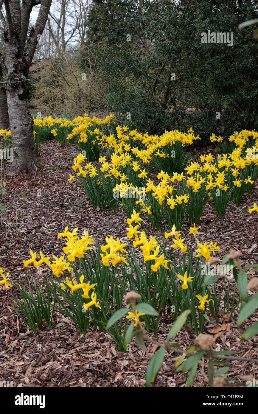 Narcissus "Peeping Tom" AGM eingebürgert, unter Sträuchern und Bäumen Stockfoto