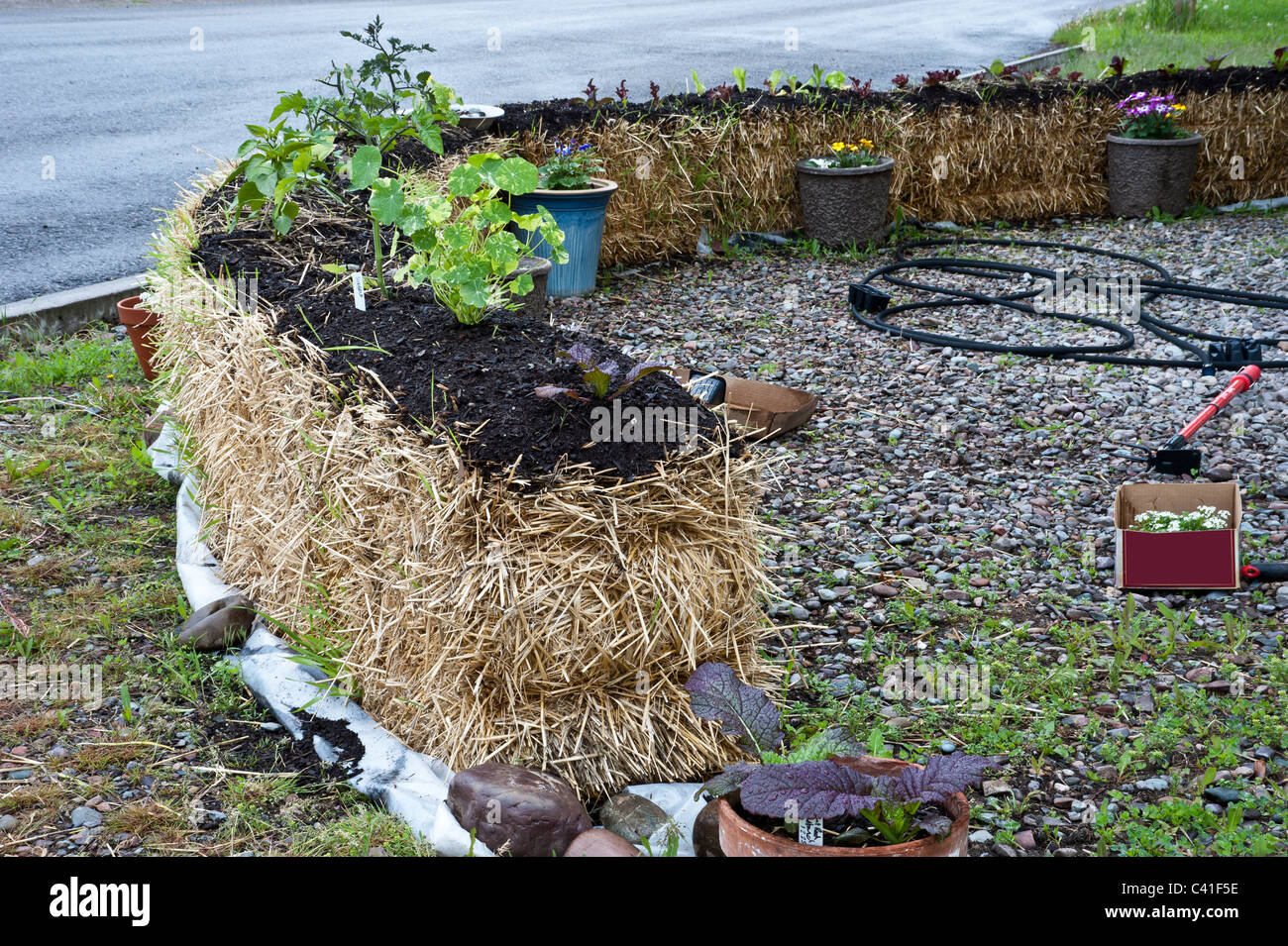 Flachen Wurzel Pflanzen können in einem Bett Strohballen angehoben angehoben werden. Die Strohballen auf Kunststoff gesetzt und garniert mit Mutterboden. Stockfoto