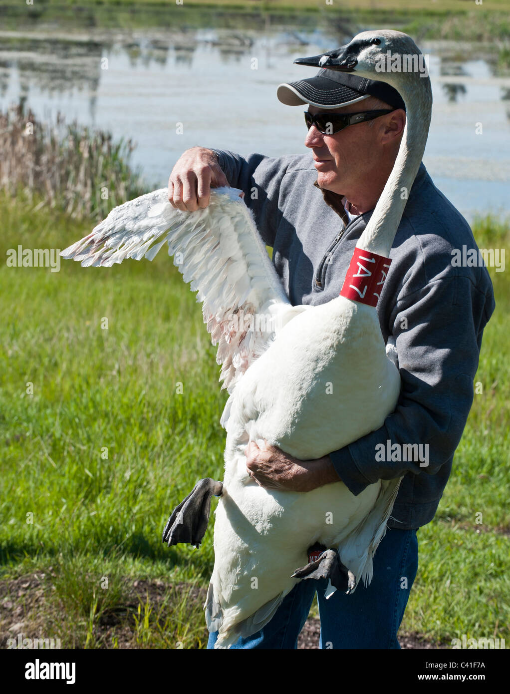 Ein Mann zeigt den Flügel von einem Trompeter Schwan, bevor es, in der Nähe von Ovando Montana im Rahmen des Projekts Swan Restaurierung freigegeben wird. Stockfoto