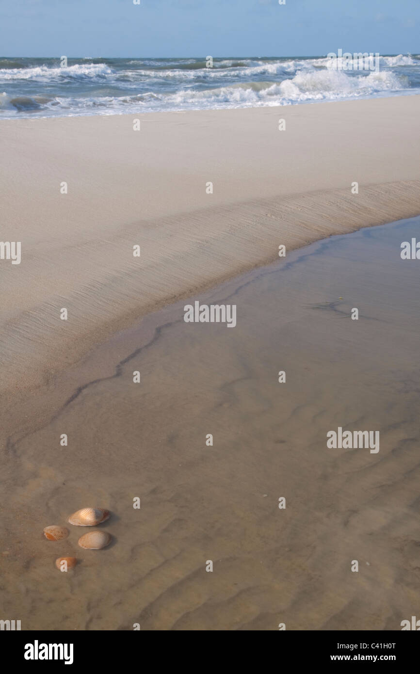 Verstreuten Jakobsmuscheln Muscheln am Strand Florida USA Stockfoto