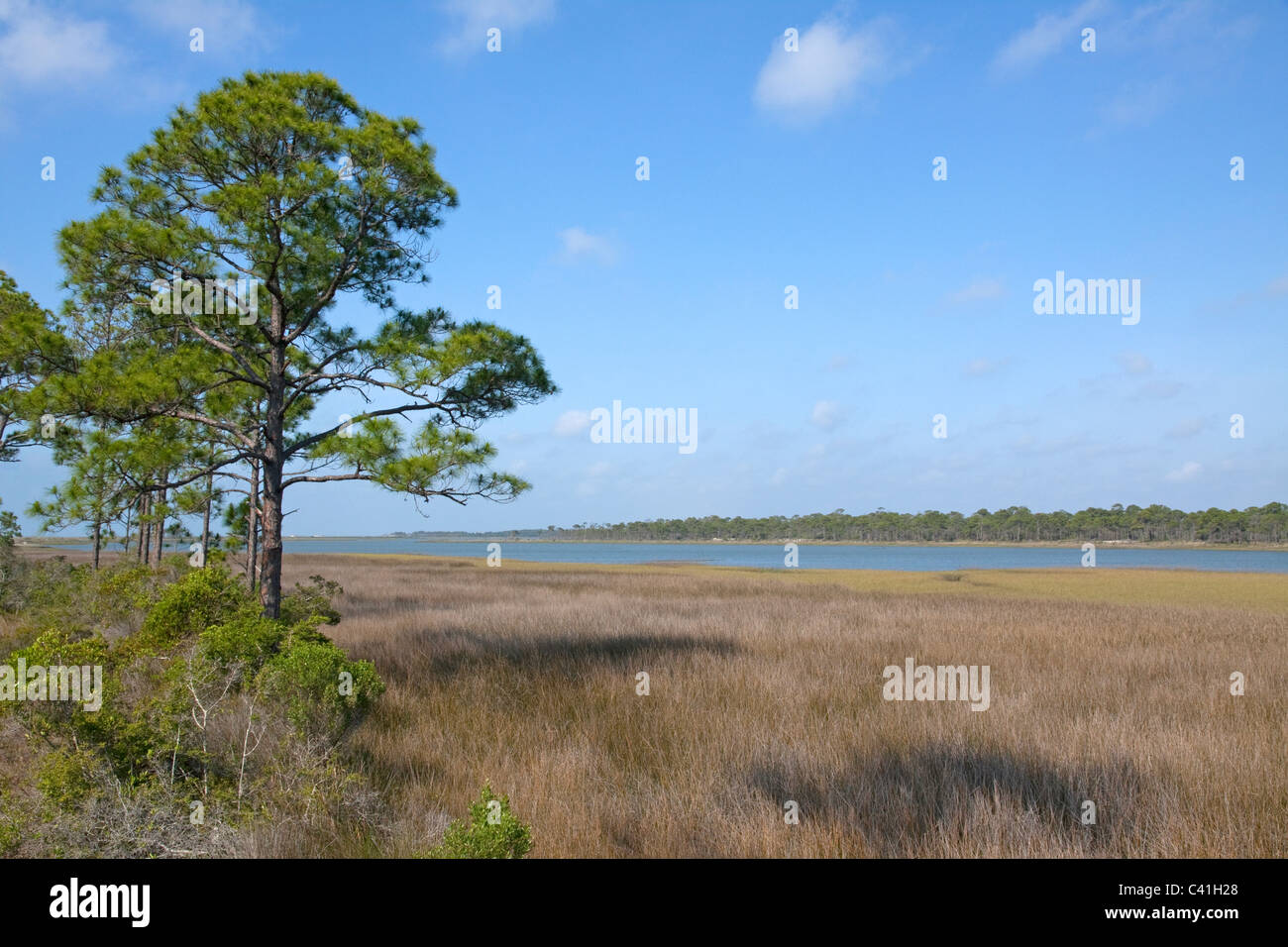Slash-Kiefer Pinus Elliotti Maritime Wald & Mündung St George State Park Florida USA Stockfoto