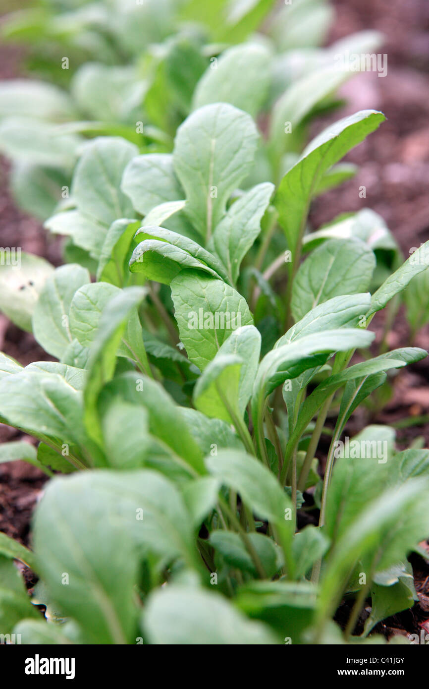 Choy Sum - Hon Tsai Tai - 6 Wochen nach einen frühen Frühling Aussaat unter dem Deckmantel Stockfoto