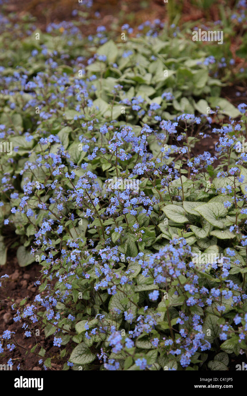 Macrohpylla Brunnera 'Jack Frost' bei Gardd Fotaneg Genedlaethol Cymru - National Botanic Garden of Wales Stockfoto