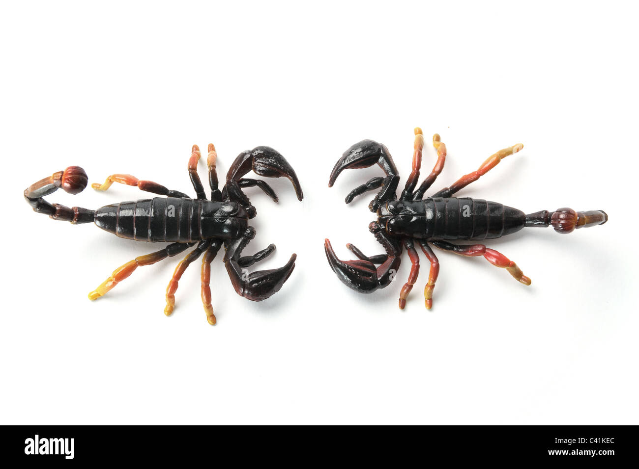 Kunststoff-Scorpions Stockfoto