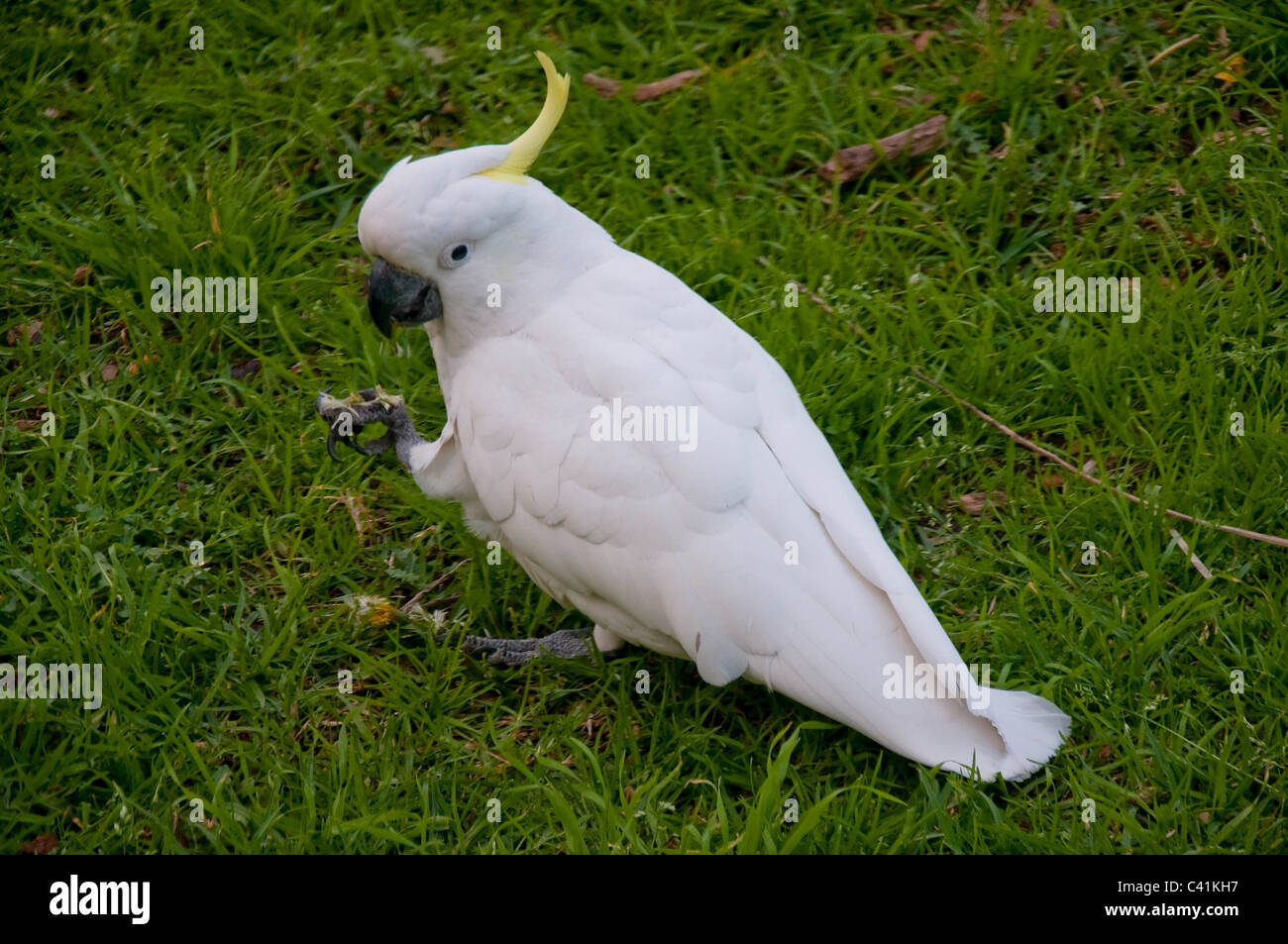 weißer tropischen australischen Vogel, Australien Stockfoto