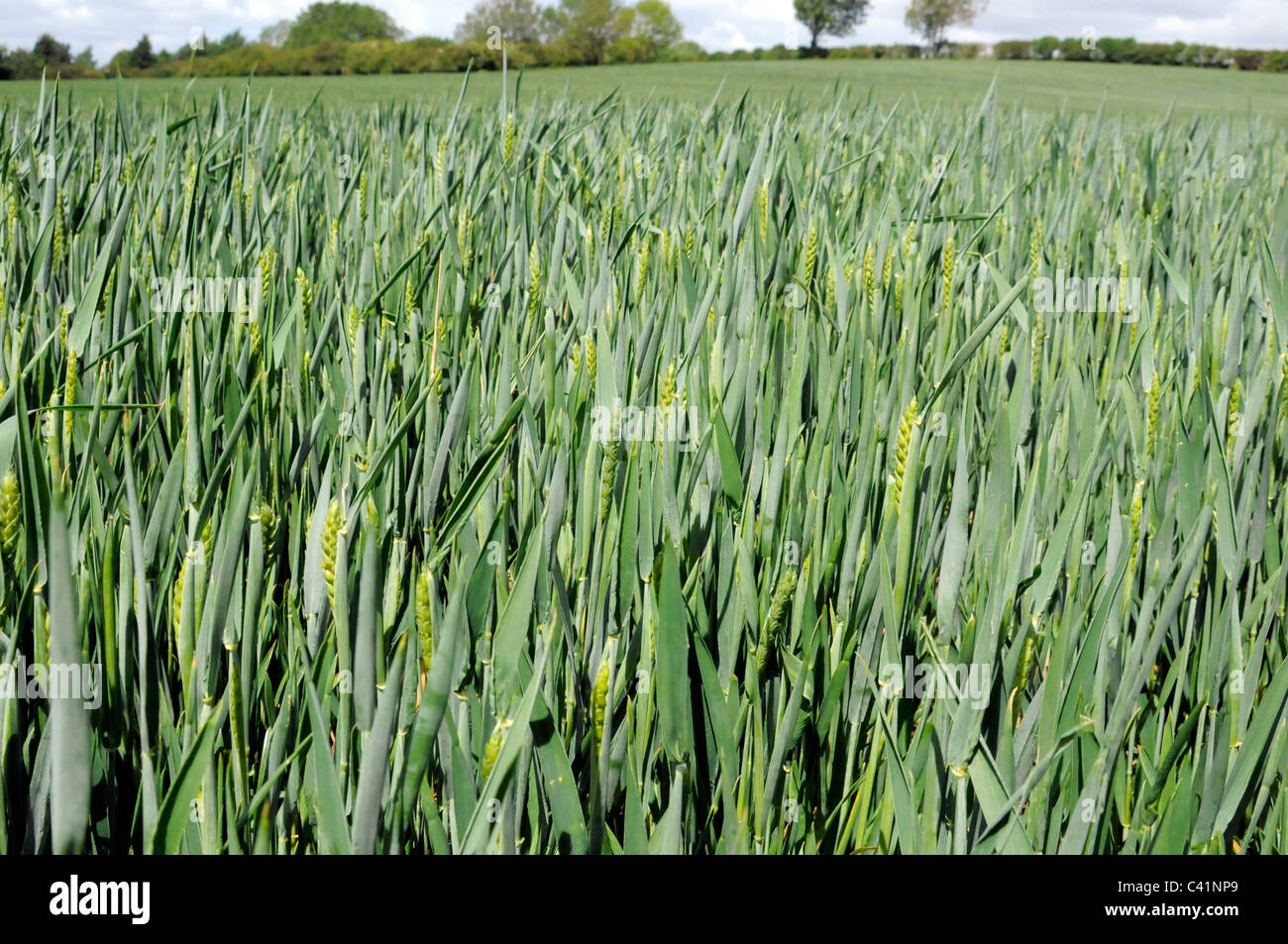 Landwirtschaftlichen Kulturen in einem Feld Stockfoto