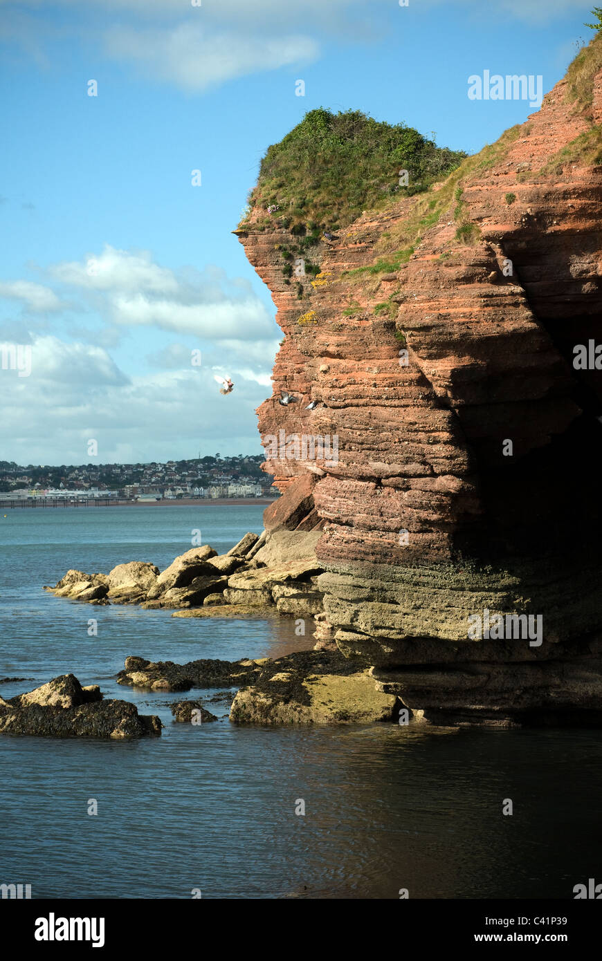 ERGO, Höhlen, Felsen, Felsformation, Möwen und Torbay Landzunge an der Küste von Devon Stockfoto