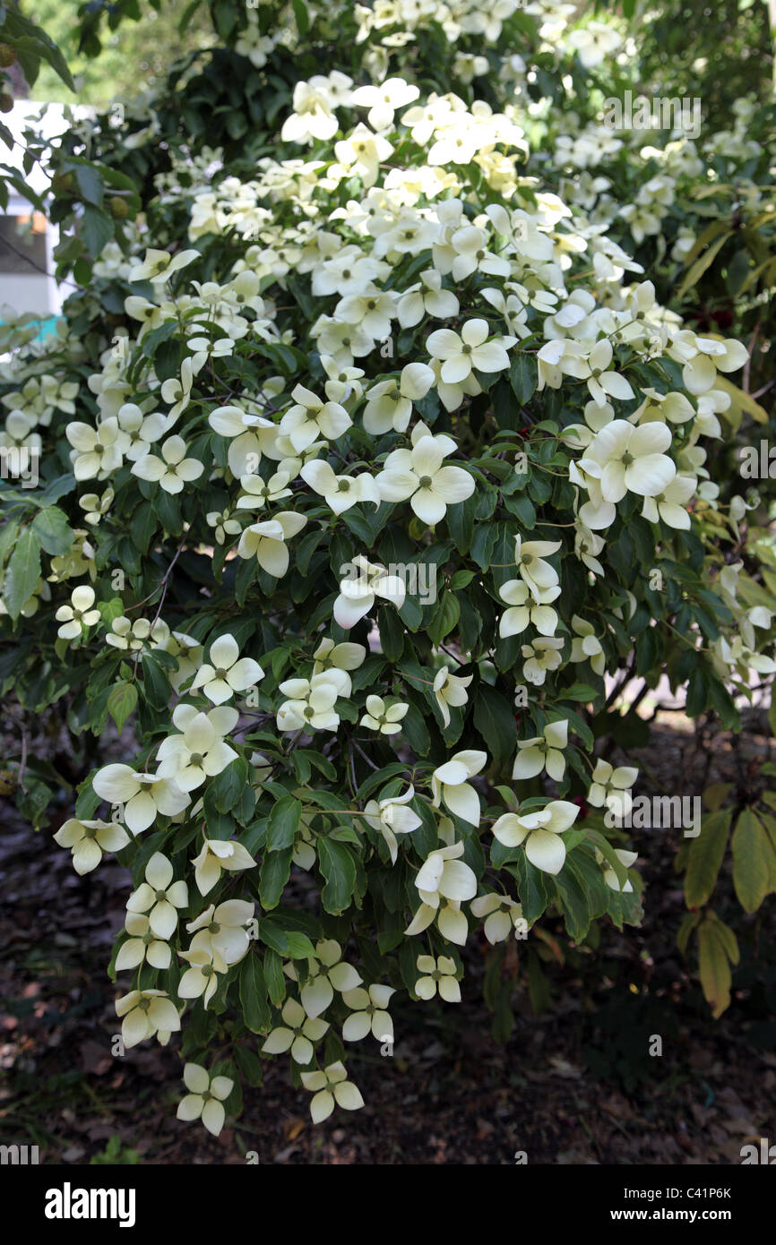 Cornus, Royal Krankenhausgelände, Chelsea, London SW3 Stockfoto