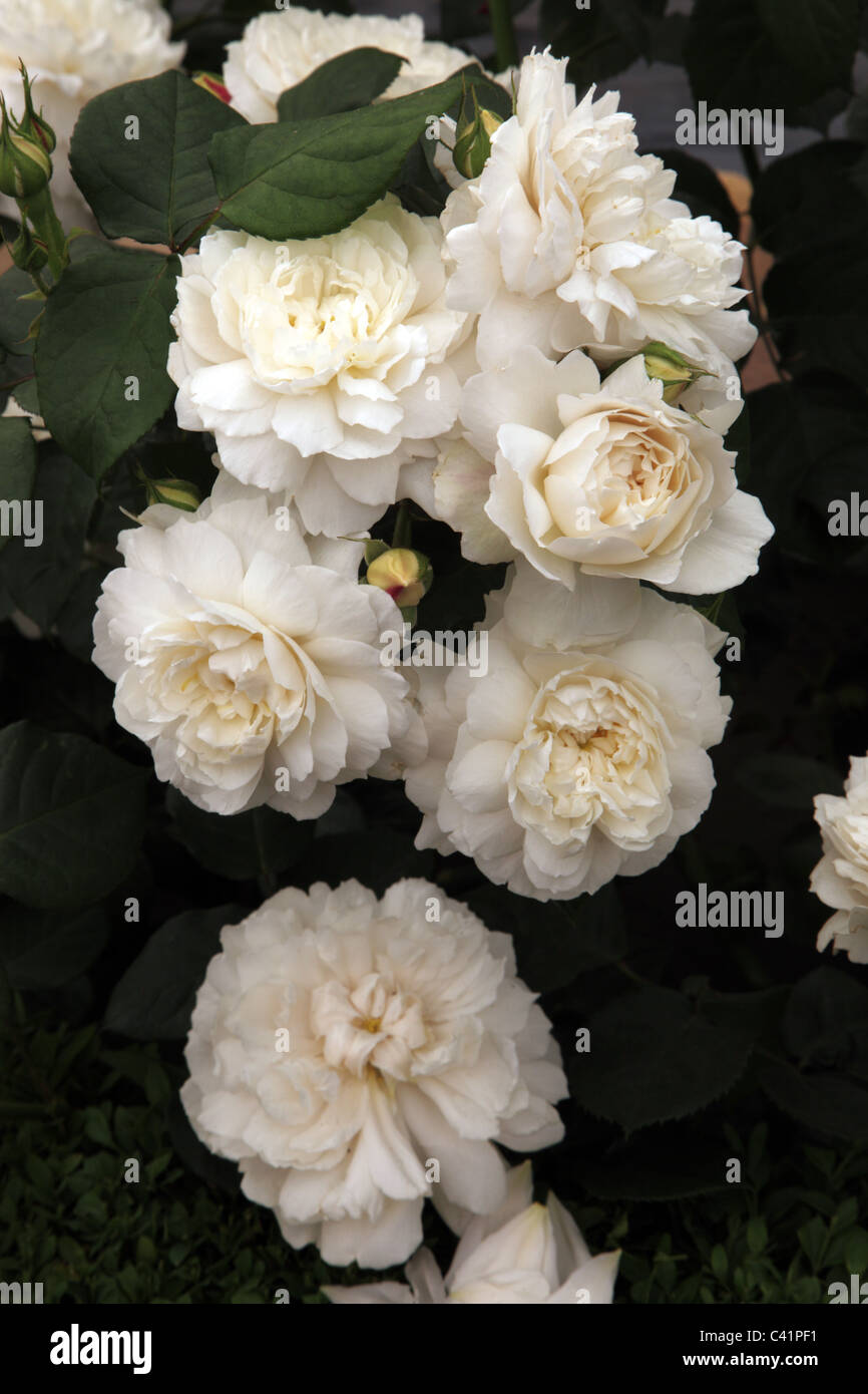 Rosa William und Catherine, neue David Austin Rose, englische Moschus Hybrid, Chelsea Flower Show 2011 Stockfoto