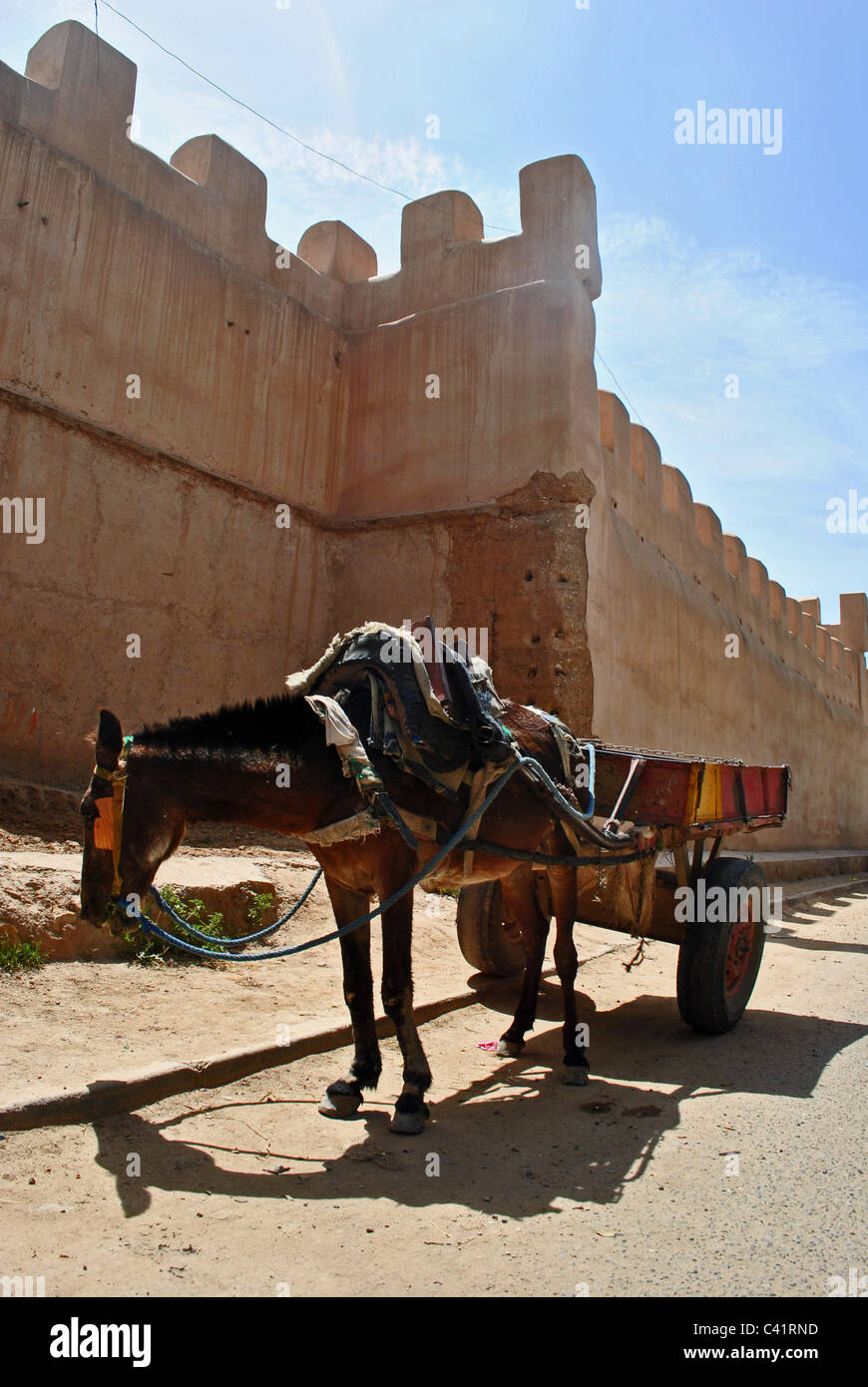 Esel von Mauer in Taroudant, Marokko Stockfoto