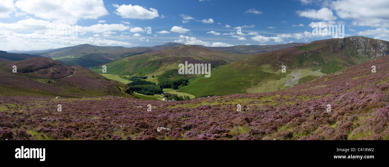 Sommer-Ansicht über das Cloghoge-Tal und die Wicklow Mountains, County Wicklow, Ireland. Stockfoto