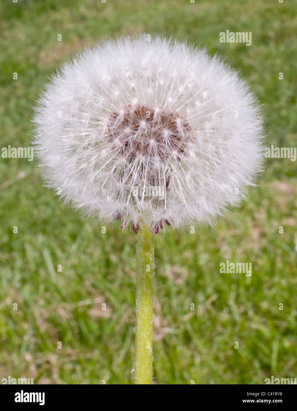 Löwenzahn Clock, Samen, Pusteblumen, Stockfoto