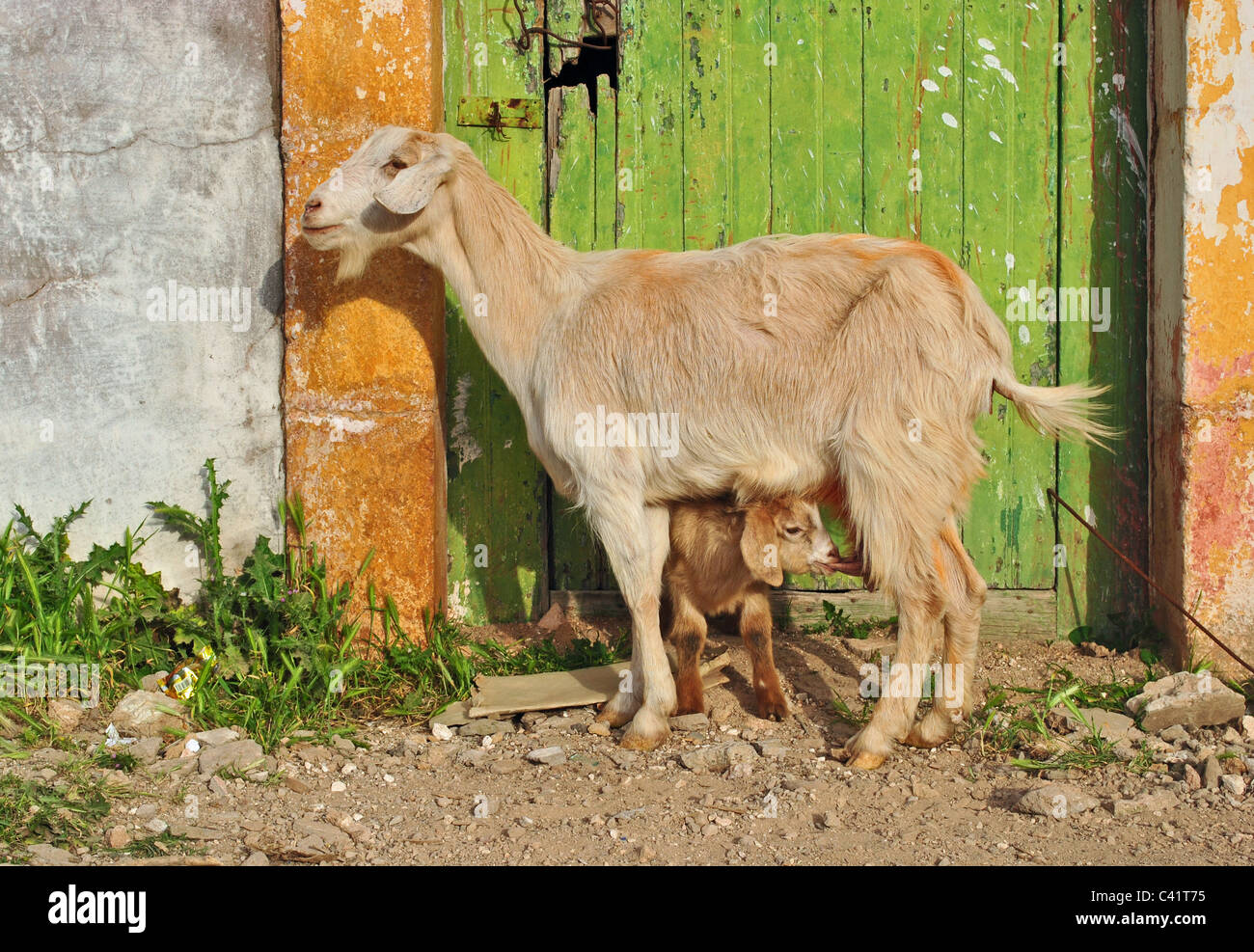 Kid säugende Mütter Milch, Marokko Stockfoto