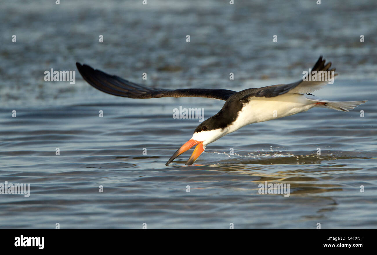Skimmer skimming, North Beach, Fort De Soto, Florida Stockfoto