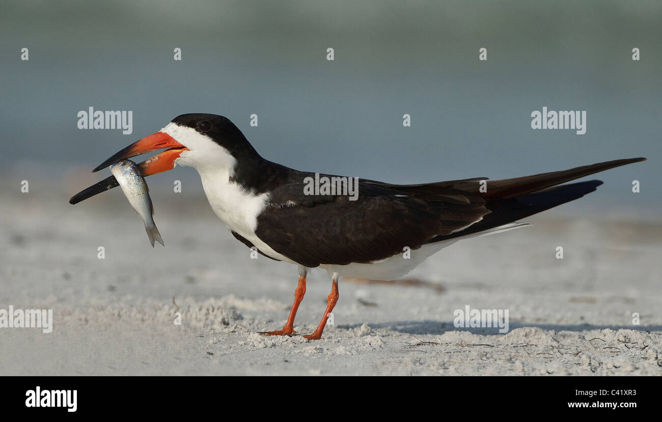 Skimmer mit Fisch am North Beach Lage Zucht. Stockfoto