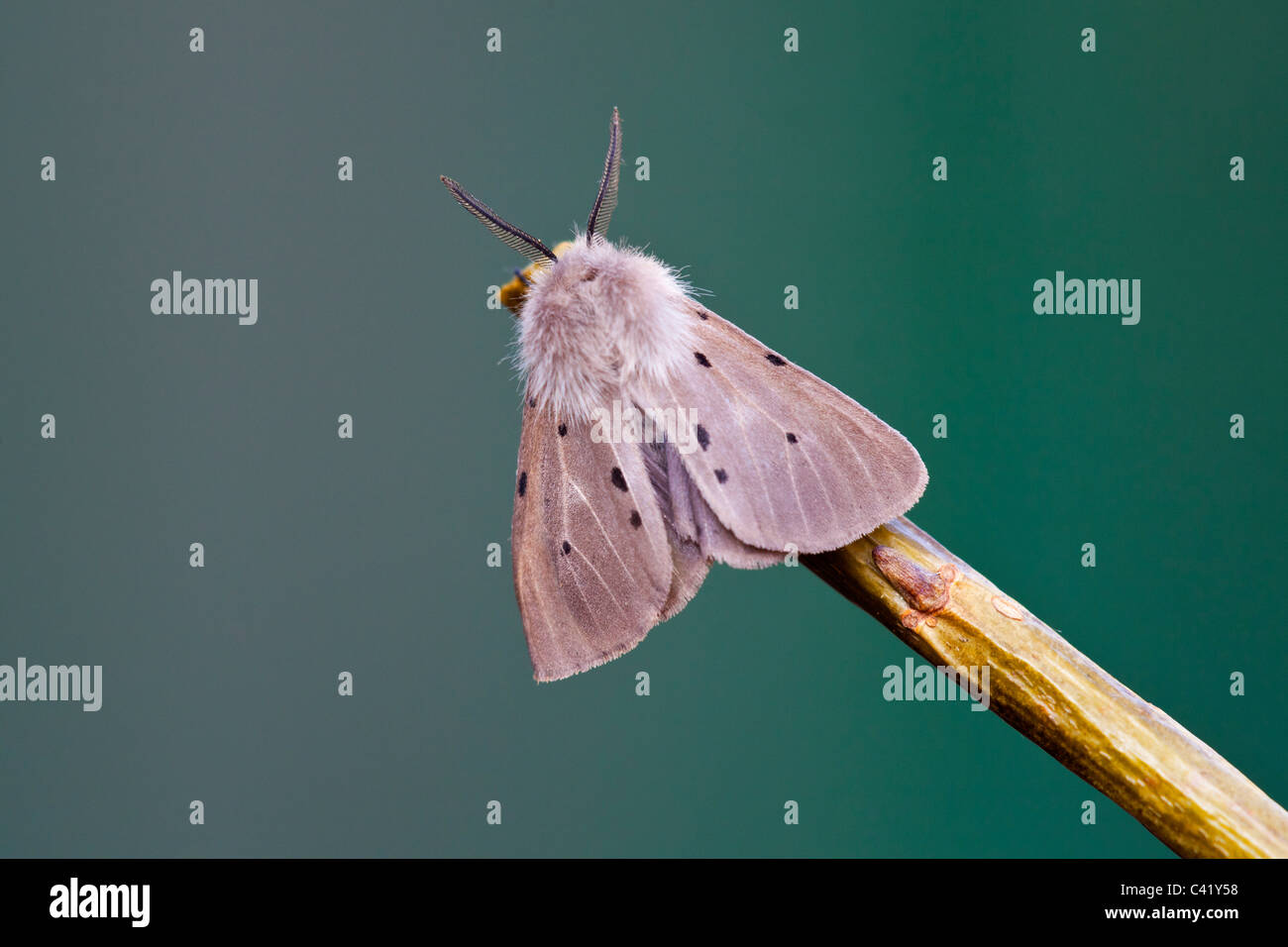 Musselin Moth Diaphora Mendica Erwachsenen Falter ruht auf einem Zweig Stockfoto