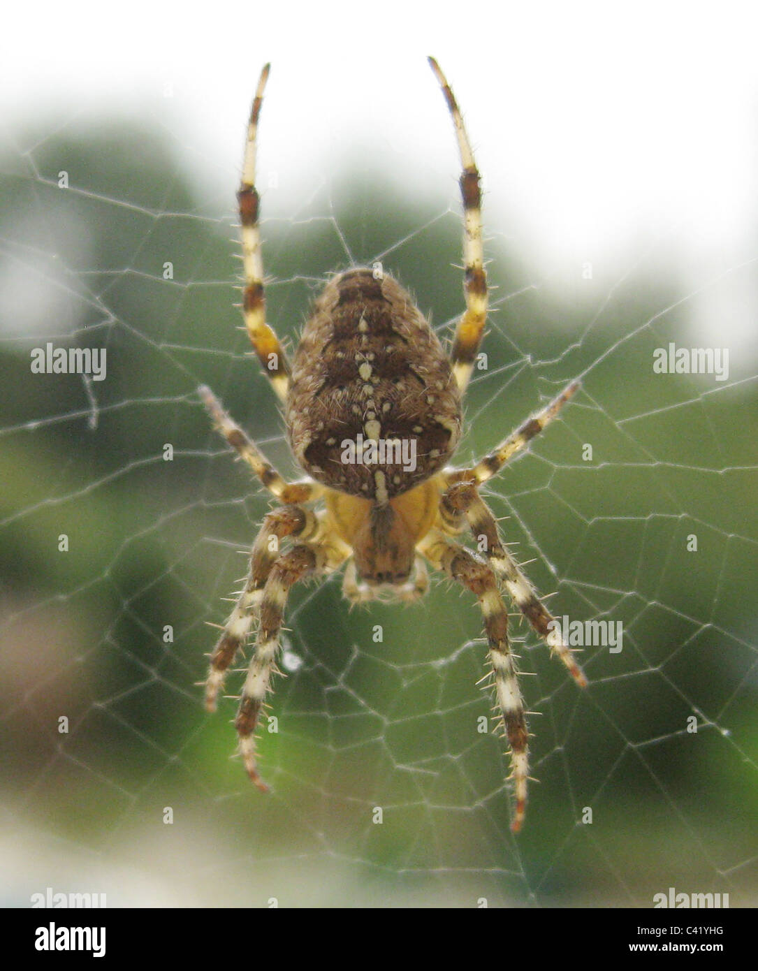 Garten Sie-Spinne (Araneus Diadematus) auch bekannt als die Diadem-Spinne. Foto Tony Gale Stockfoto