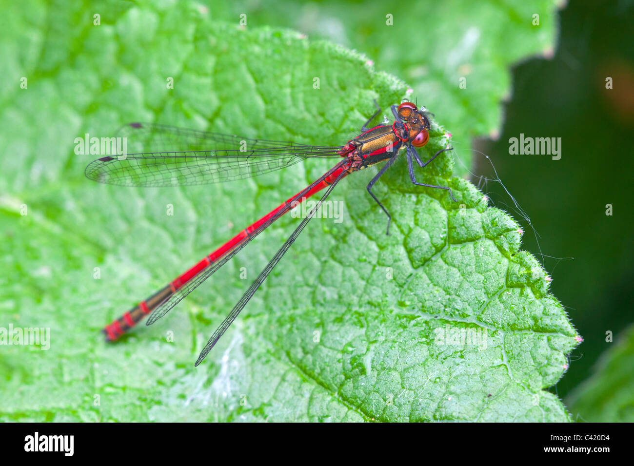 Große rote Damselfly Pyrrhosoma Nymphula erwachsenen männlichen Damselfly ruht auf einem Blatt Stockfoto