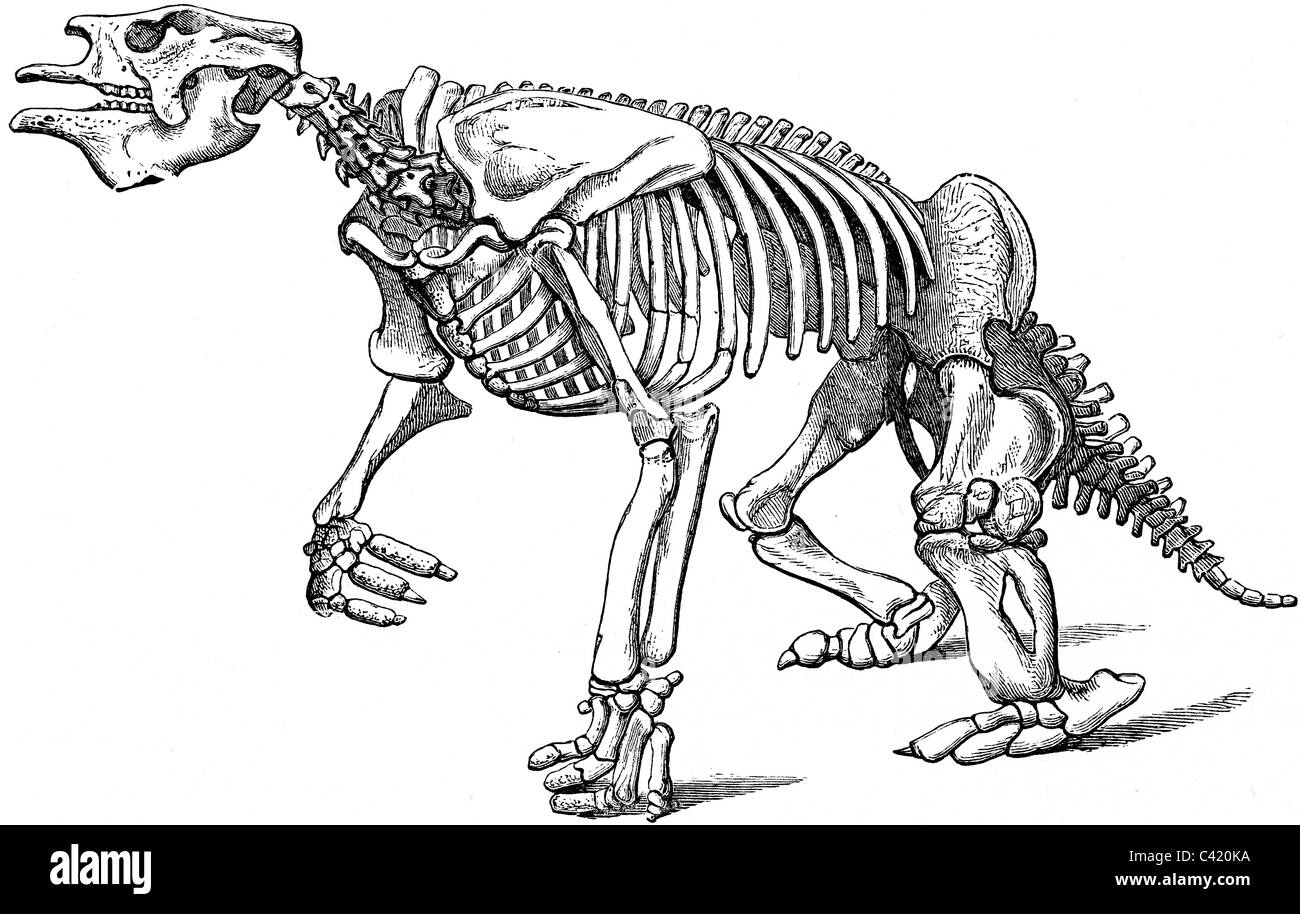 Buchillustration des 19. Jahrhunderts, 9. Ausgabe der Encyclopaedia Britannica, Megatherium Skelett (1875) entnommen Stockfoto