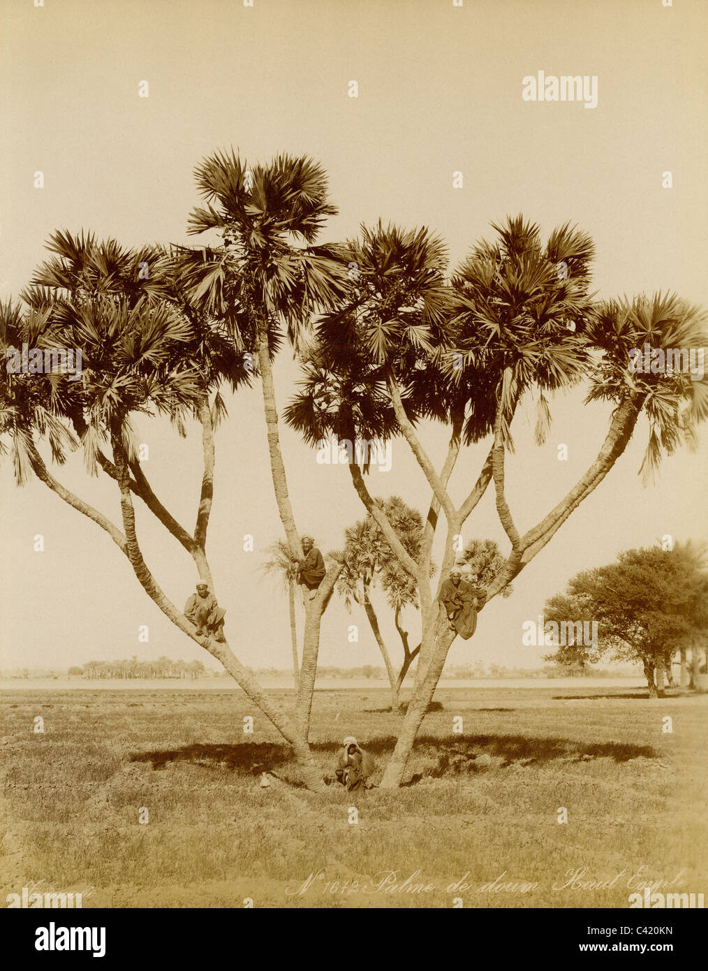 Zangaki, Nr. 1672 Palme de Doum Haute viermonatiges, ca. 1880-90 s, Albumen print Stockfoto