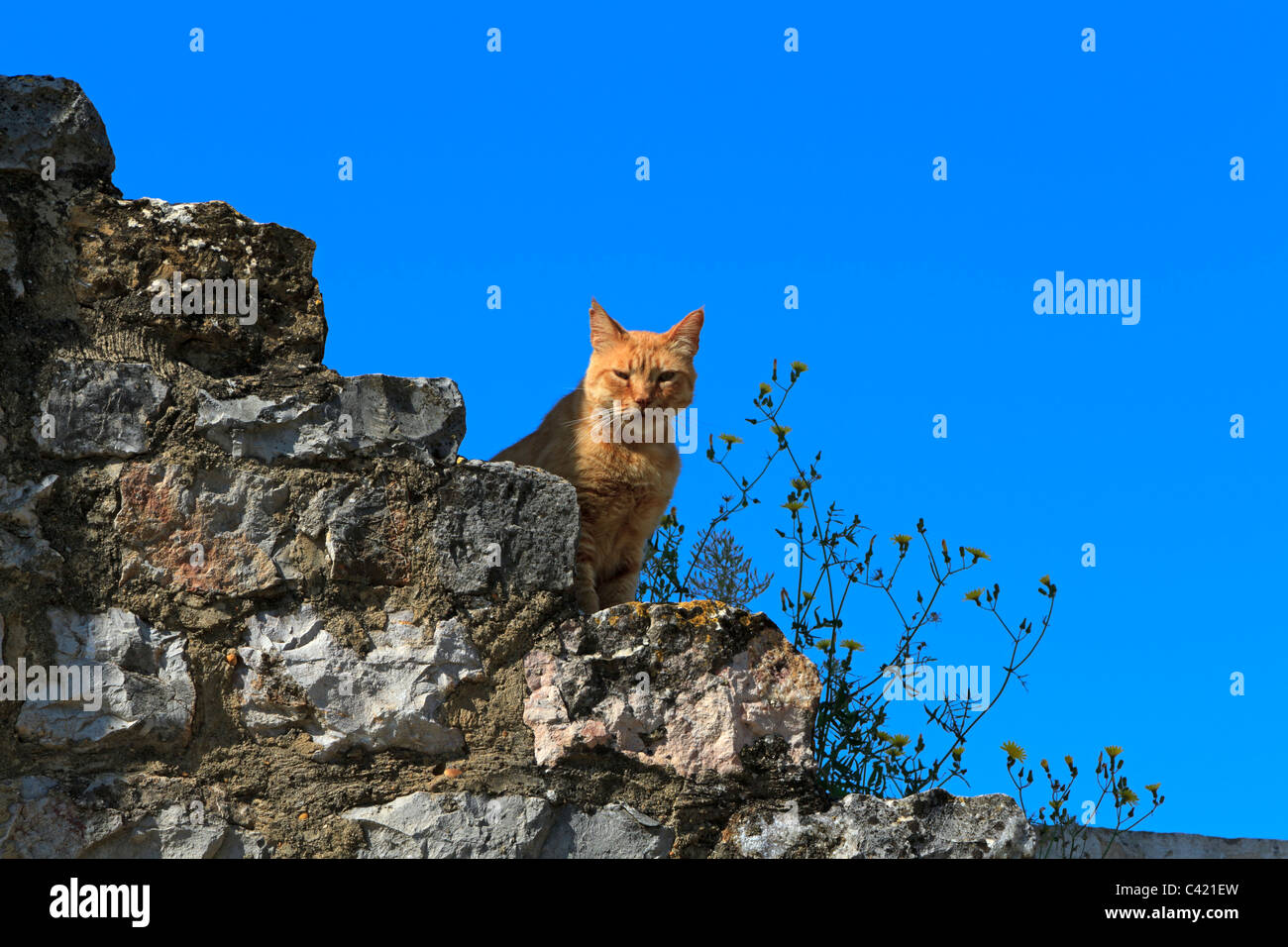 Eine Katze sitzt auf Teil der Wand in den Ruinen der Burg von Tavira, Algarve, Portugal. Stockfoto