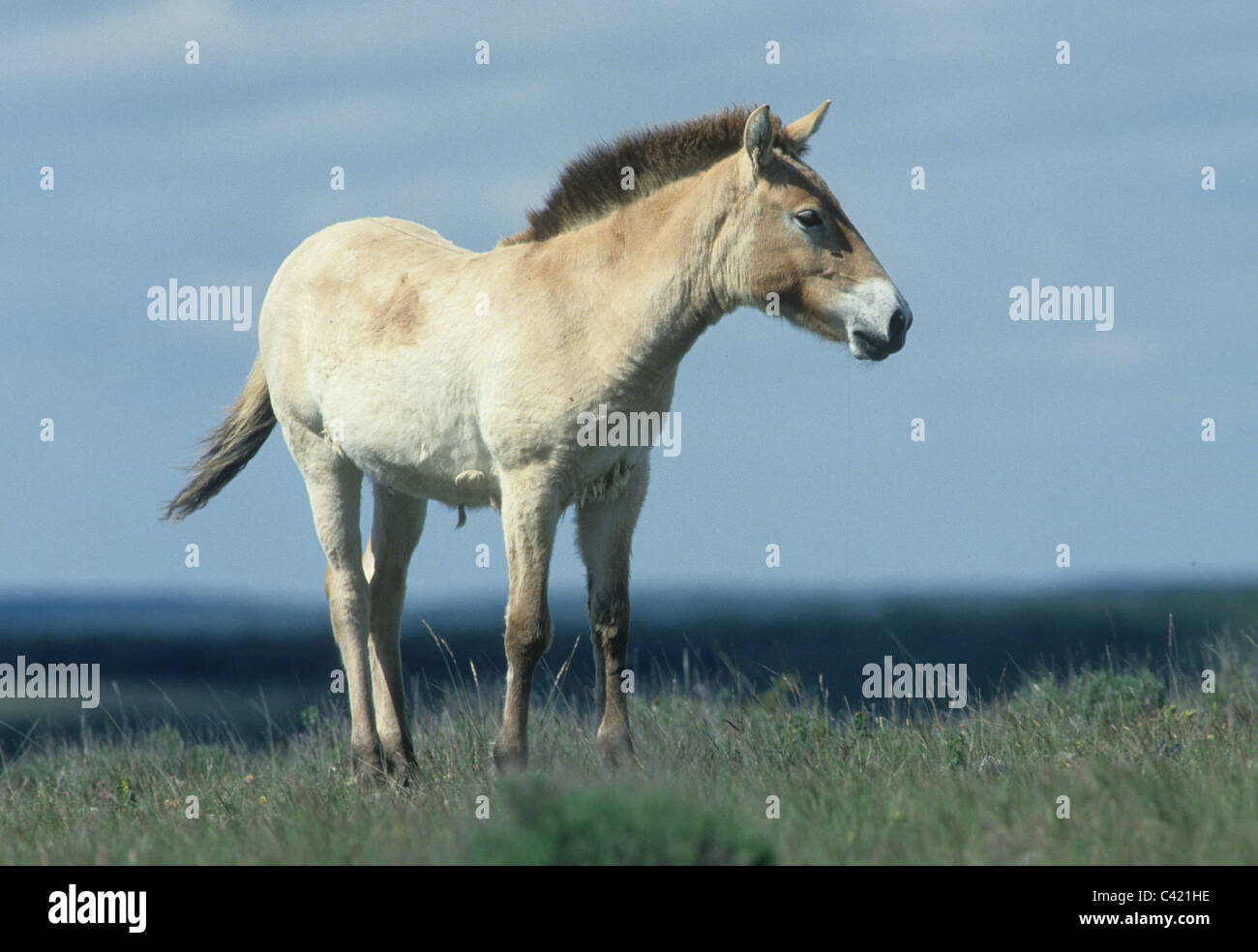 Zucht-Herde von Przewalski (Equus Caballus Przewalskii) Pferde in Cervennes Region Frankreichs vor dem Versand wieder in die Mongolei Stockfoto