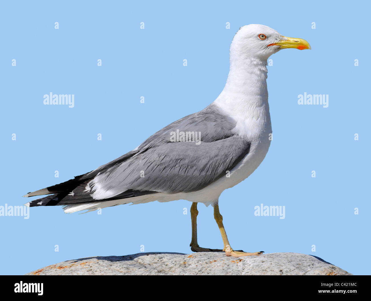 Gelb-legged Möve (Larus Michahellis) des Profils auf Felsen auf blauem Hintergrund isoliert gesehen Stockfoto
