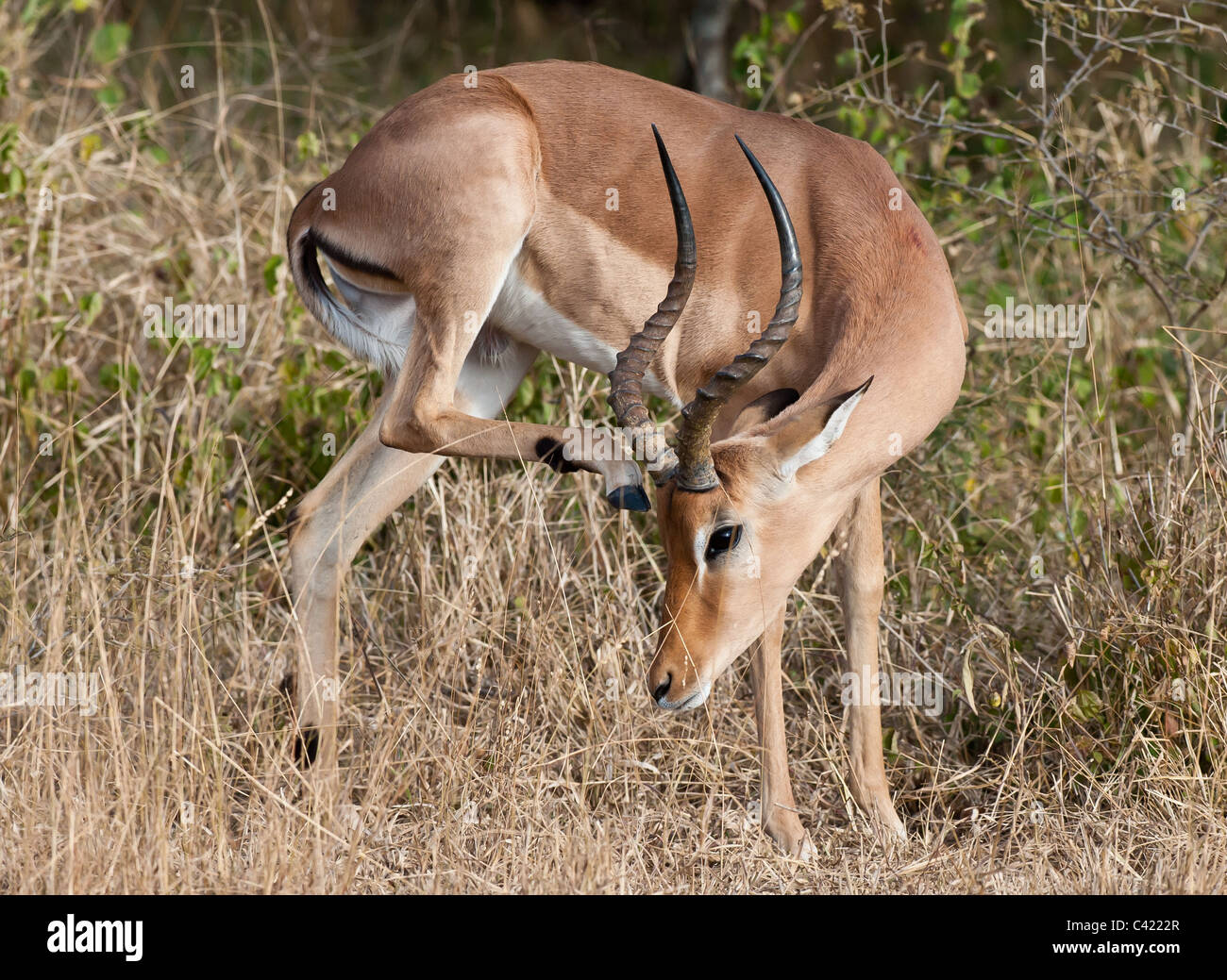 Impala-Antilopen im natürlichen Lebensraum Stockfoto