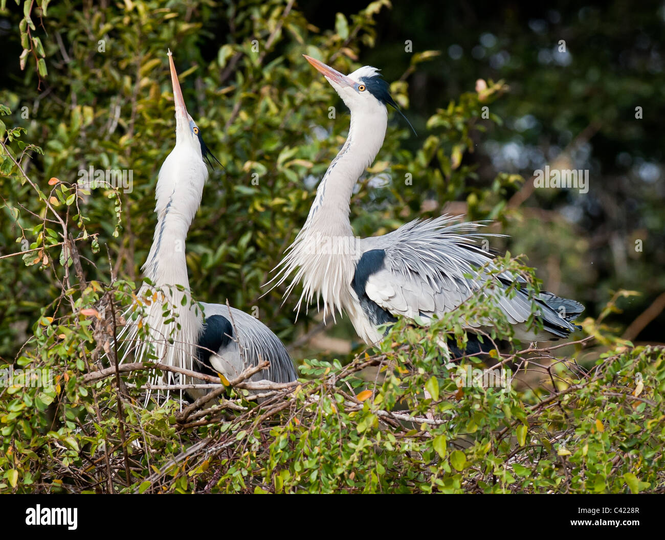 Verschachtelung paar Great Blue Heron Stockfoto