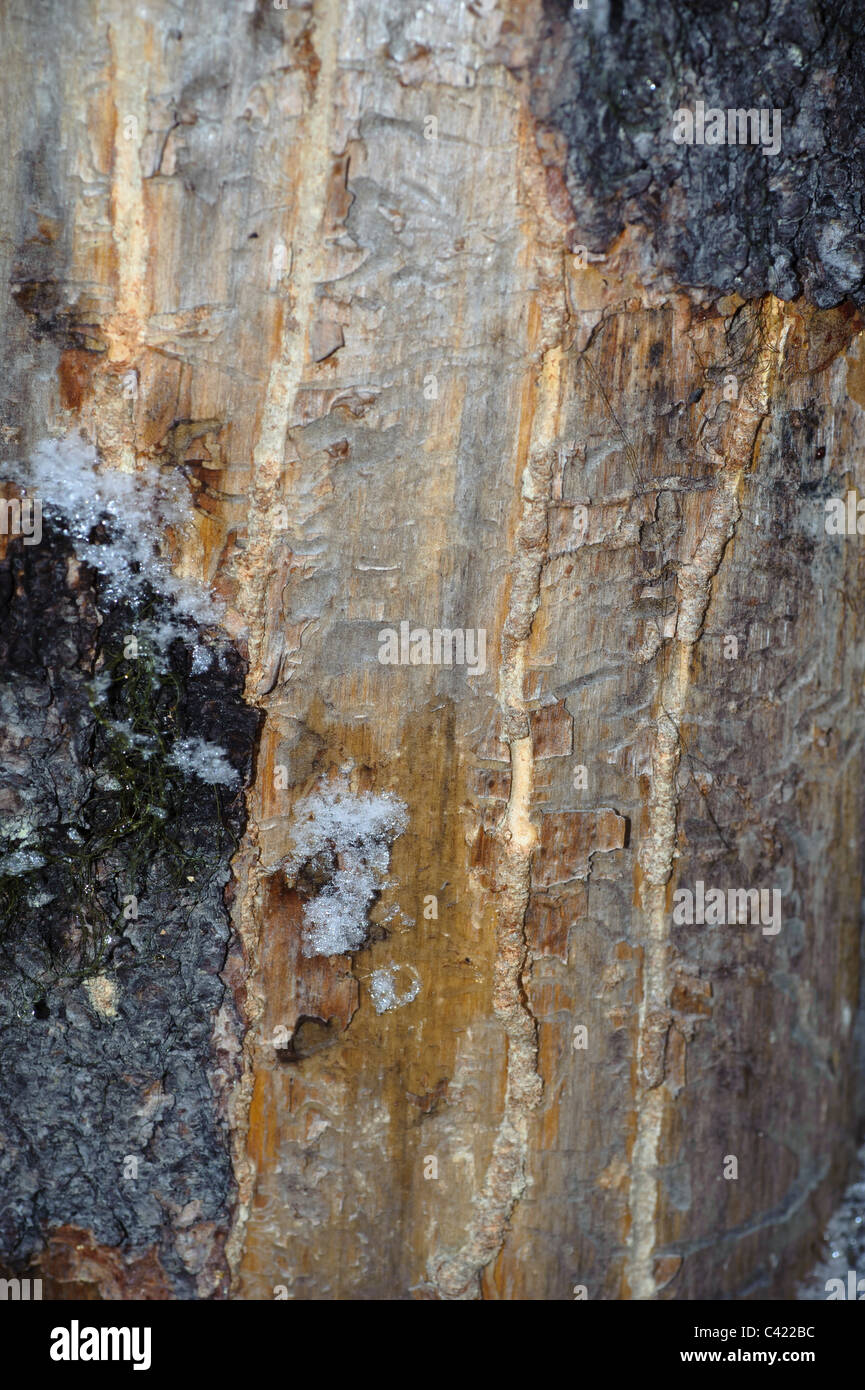 Mountain Pine Käfer diese Drehkiefern überfallen und reiste entlang des Rumpfes. Die Wanderwege durch Käfer Links sind am Baum gesehen. Stockfoto