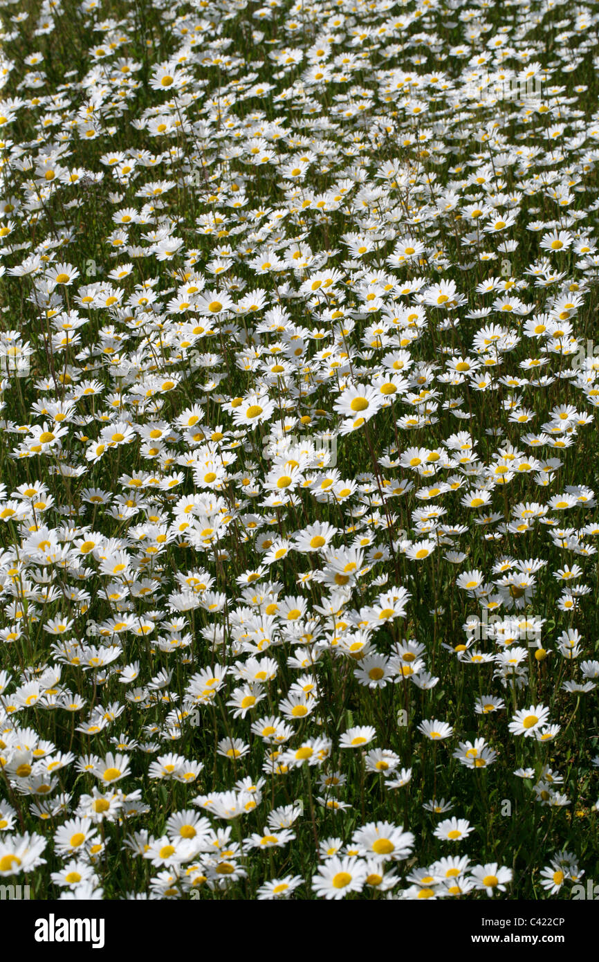 Ein Feld von Ochsen-Auge Gänseblümchen, Leucanthemum Vulgare. Schach-Tal, Hertfordshire Stockfoto