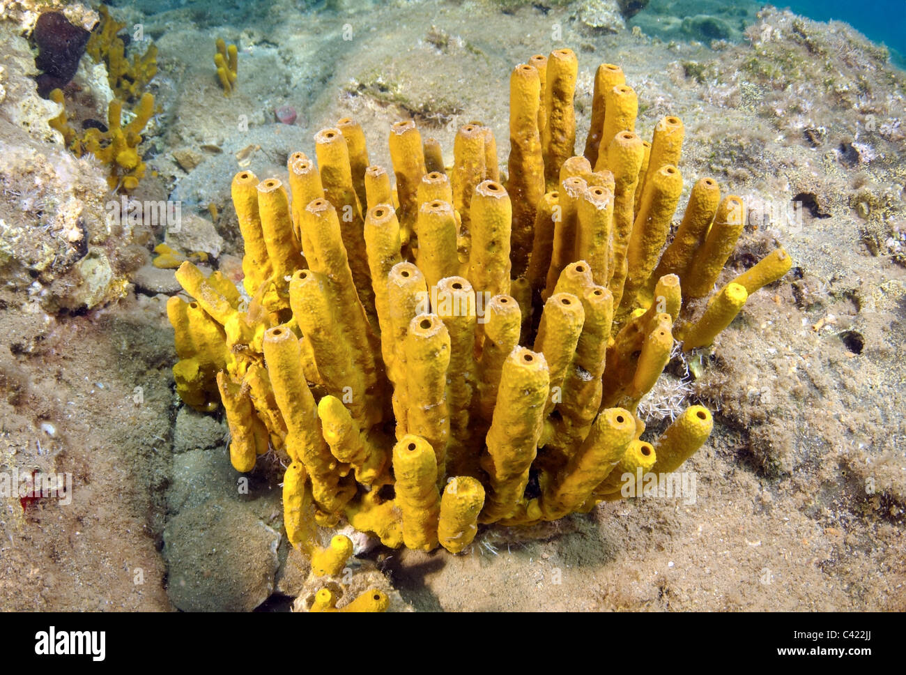 Schwämme (Porifera) Stockfoto
