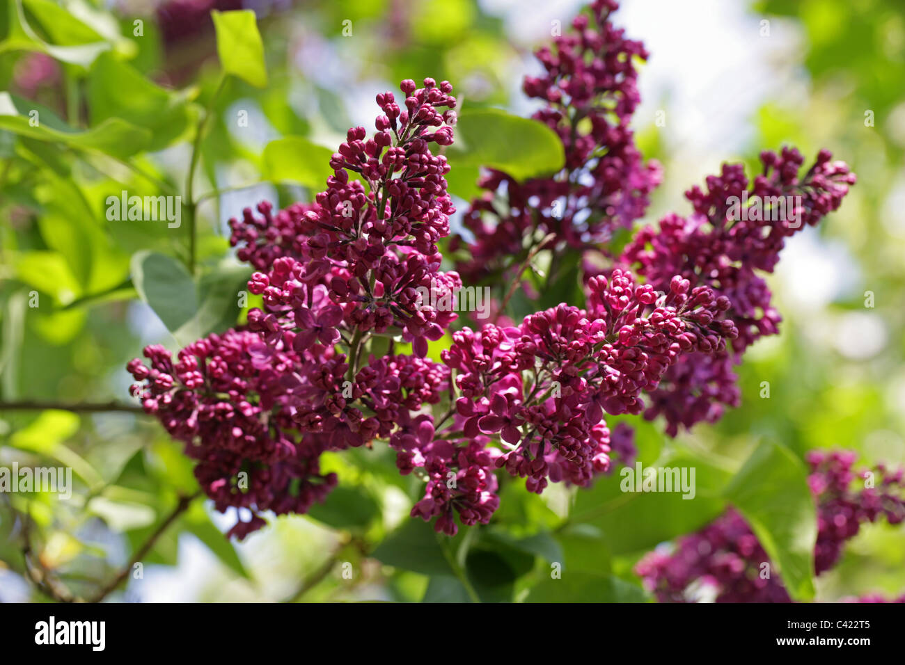 Flieder, Syringa Vulgaris, Oleaceae. Stockfoto