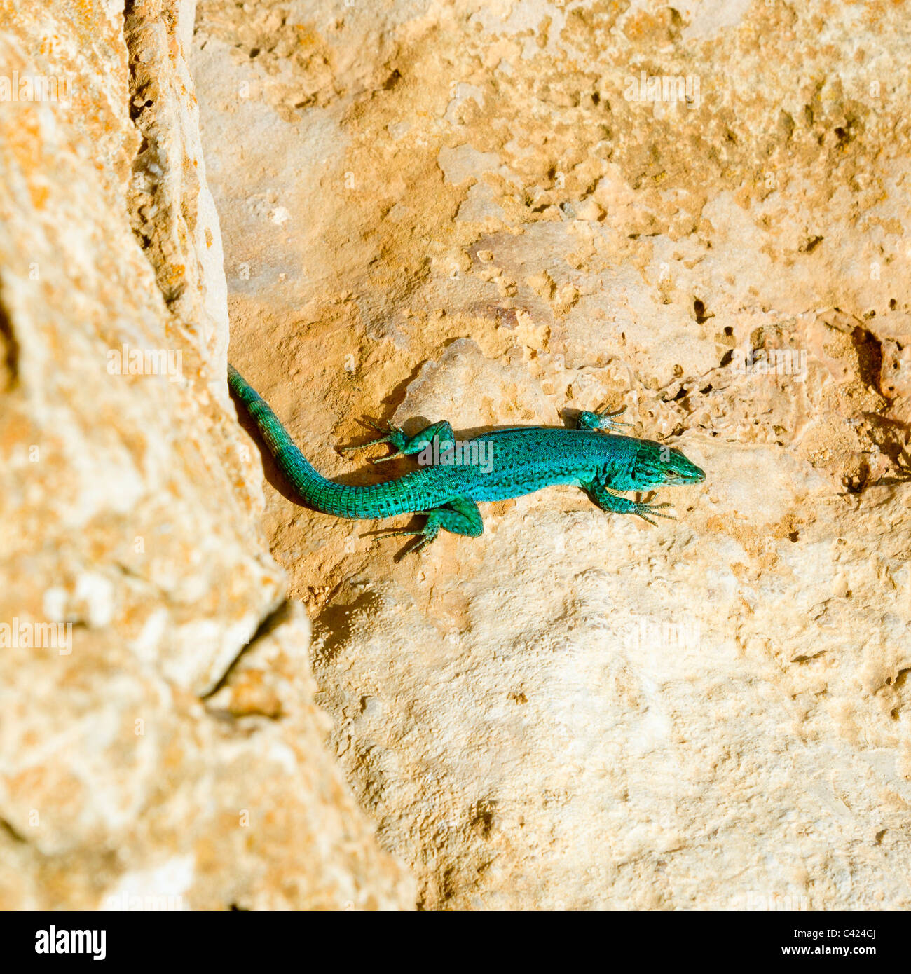 Formentera Eidechse Podarcis Pityusensis Formenterae Balearen Stockfoto