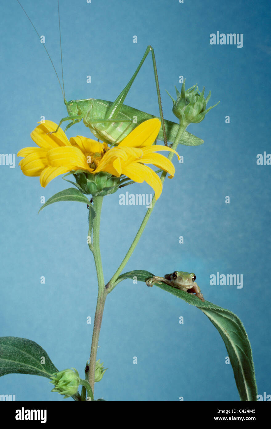 Freunde - graue Laubfrosch (Hyla versicolor) und Grashuepfer (Tettigonia) zu teilen, Pflanze und Blume der Topinambur Stockfoto