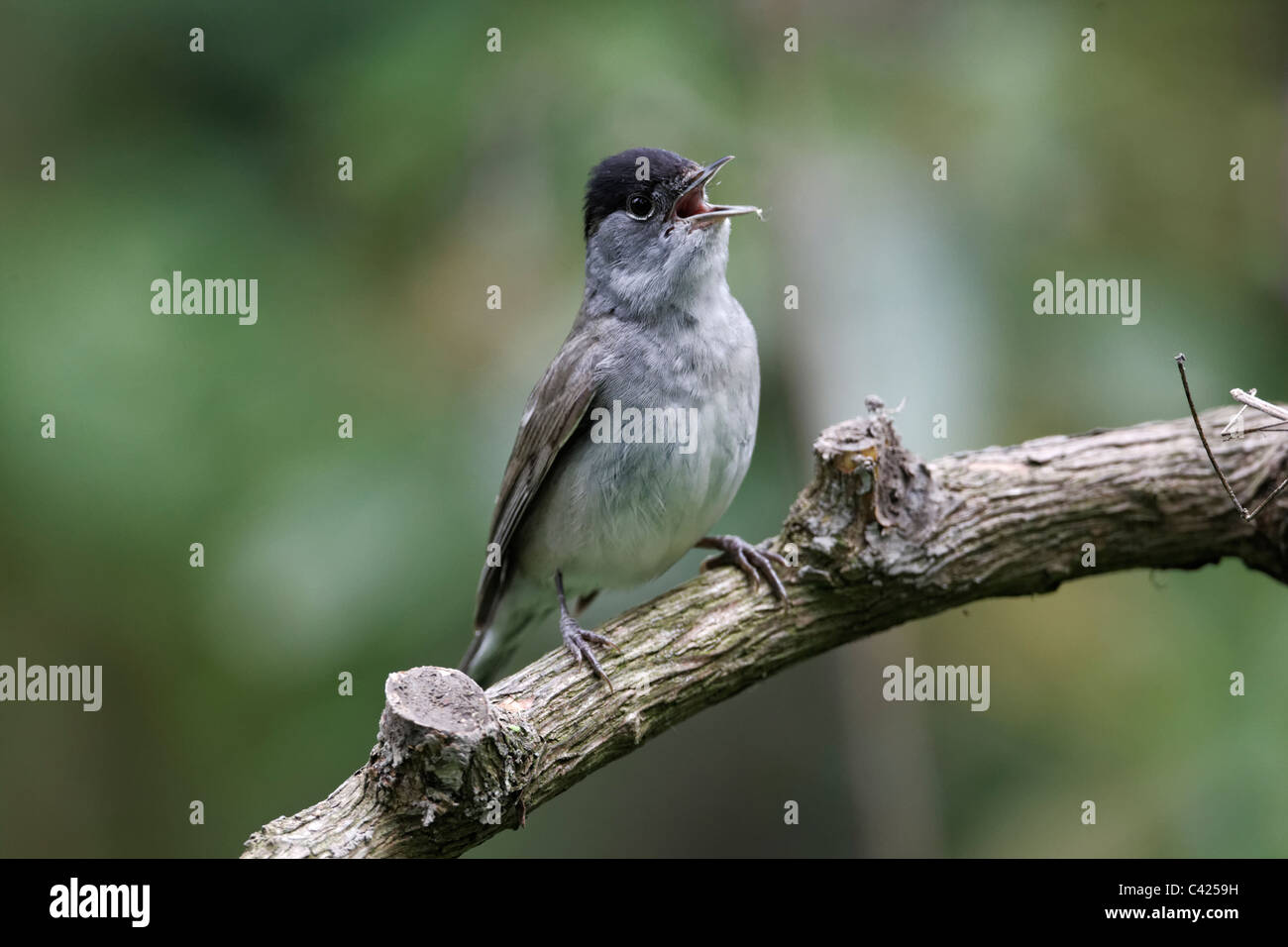 Mönchsgrasmücke, Sylvia Atricapilla, einzelne Männchen singen auf Ast, Midlands, Mai 2011 Stockfoto