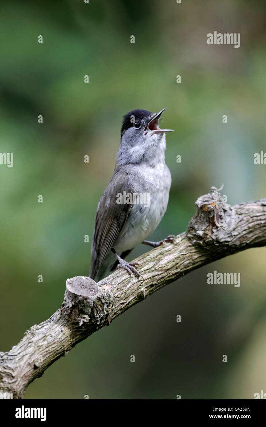 Mönchsgrasmücke, Sylvia Atricapilla, einzelne Männchen singen auf Ast, Midlands, Mai 2011 Stockfoto