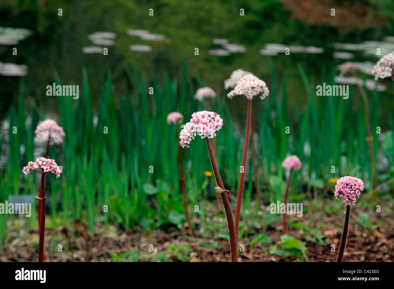 Lakeside Pflanzungen der Darmera Peltata im RHS Garden, Rosemoor Stockfoto