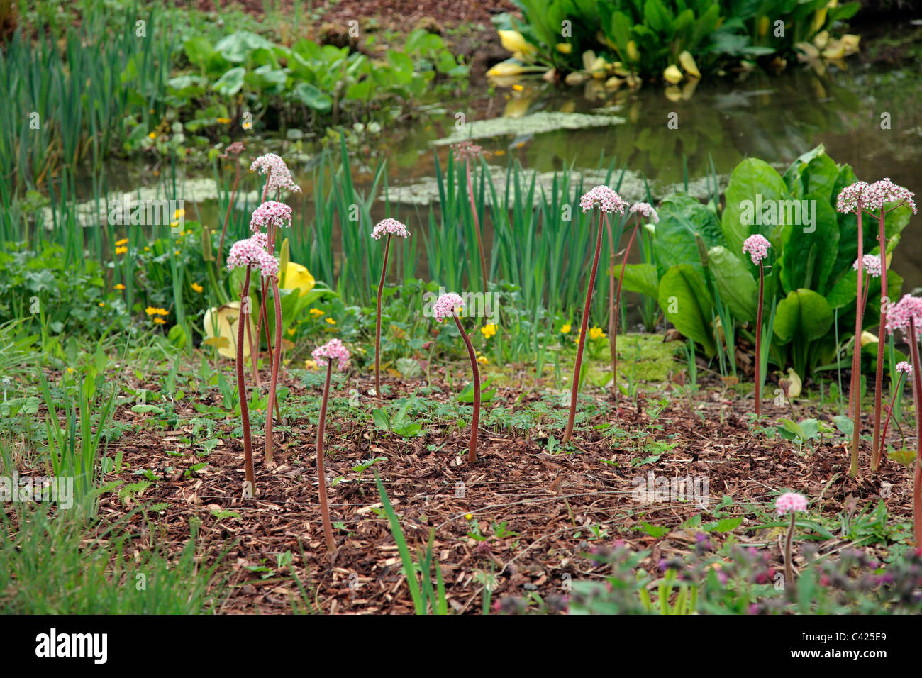 Lakeside Pflanzungen der Darmera Peltata im RHS Garden, Rosemoor Stockfoto