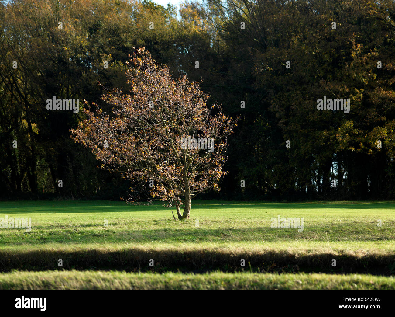 Epsom Downs Surrey England Acer Baum Stockfoto