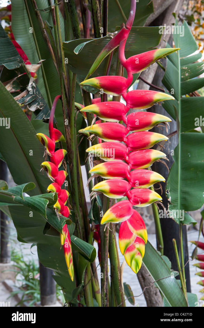 Chachapoyas, Peru Estate Estancia Chillo. Heliconia Blume im Garten. Stockfoto