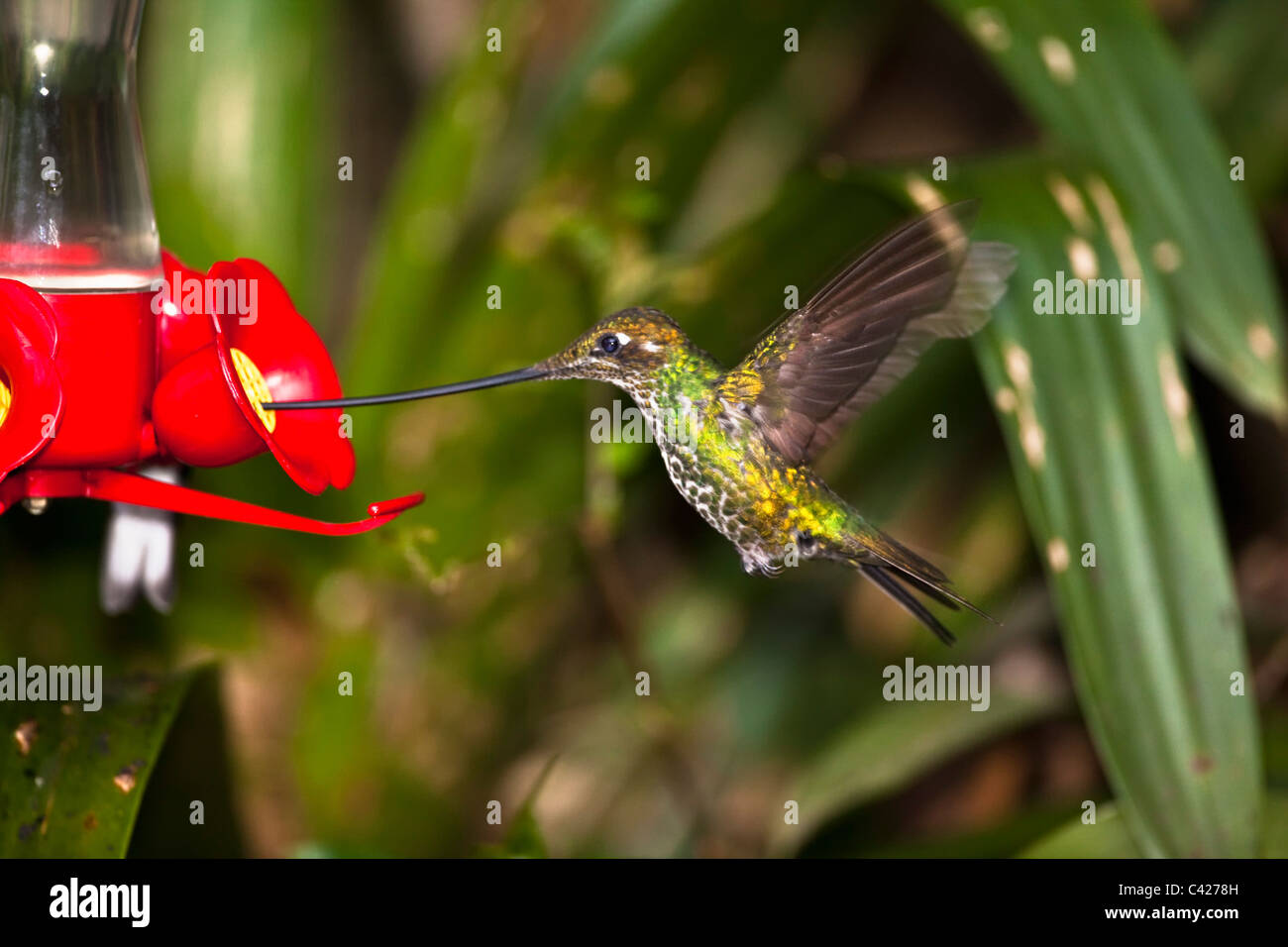 Schwert-billed Kolibri (Ensifera Ensifera) am feeder Stockfoto