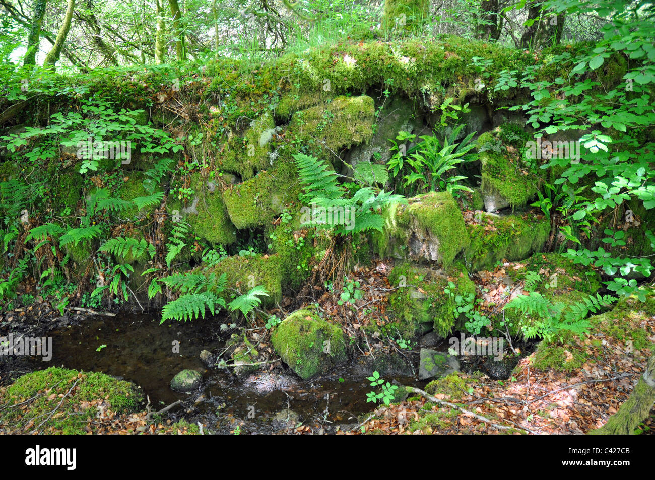 Burrator, Devon, England: Native gemischt Wald Stockfoto