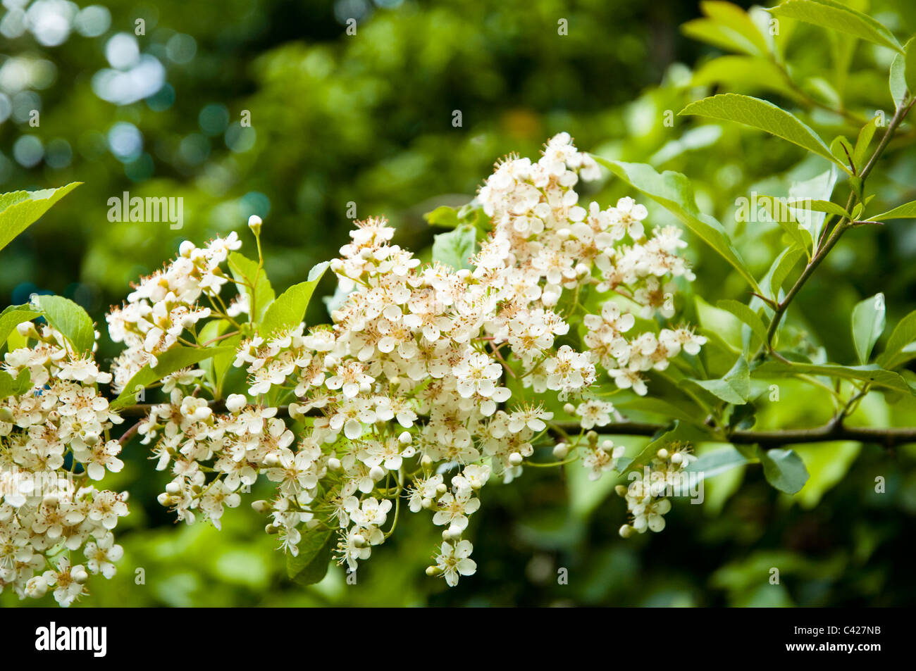 Pyracantha Zweig zeigen reichlich, Biene freundlich, cremig-weißen Blüten. Stockfoto